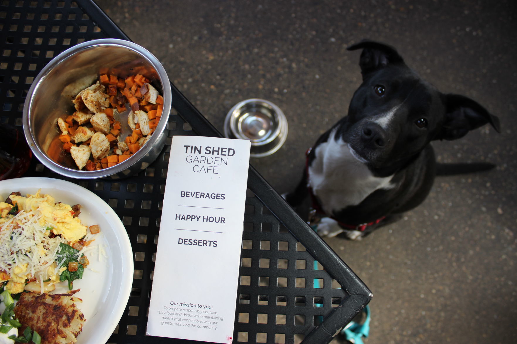 Tillie at the Tin Shed 2